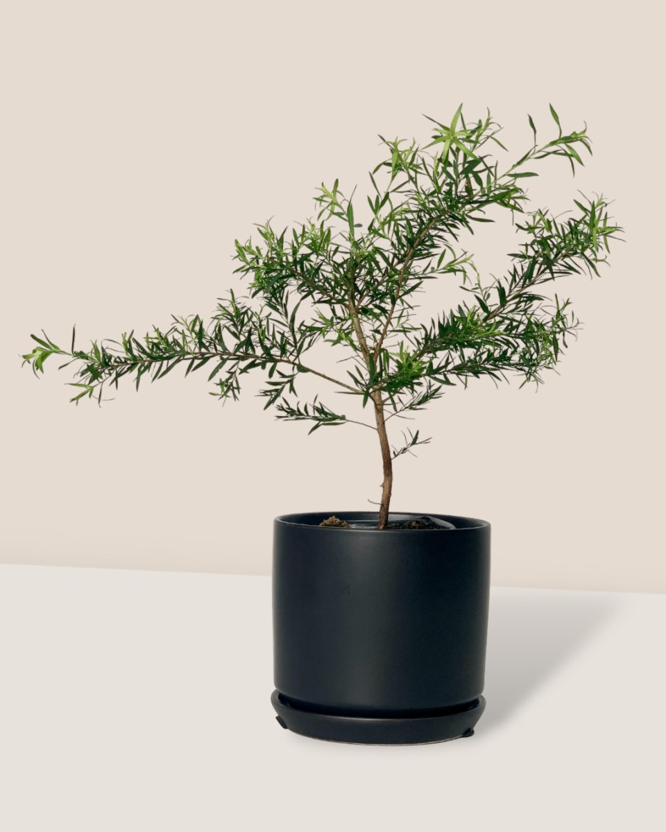 Melaleuca Alternifolia 'Shining Arrow' - little cylinder black with tray planter - Potted plant - Tumbleweed Plants - Online Plant Delivery Singapore