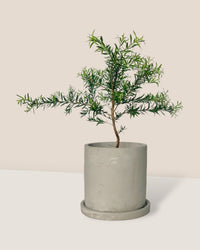 Melaleuca Alternifolia 'Shining Arrow' - smoffy cement planter - round - Potted plant - Tumbleweed Plants - Online Plant Delivery Singapore