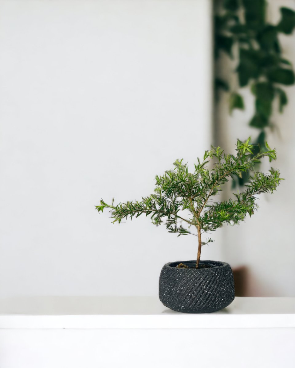 Melaleuca Alternifolia 'Shining Arrow' - vanga ceramic planter - small/black - Potted plant - Tumbleweed Plants - Online Plant Delivery Singapore