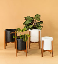 Mid Century Plant Stands - white - Stand - Tumbleweed Plants - Online Plant Delivery Singapore