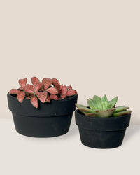 Midnight Black Pot - Small - Pot - Tumbleweed Plants - Online Plant Delivery Singapore