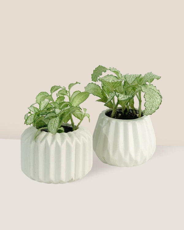 Mini Assorted Green Fittonia - Set of 2 - Just plant - Tumbleweed Plants - Online Plant Delivery Singapore