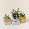 Mini Assorted Succulents in Adorable Puppies Pots (Set of 3)