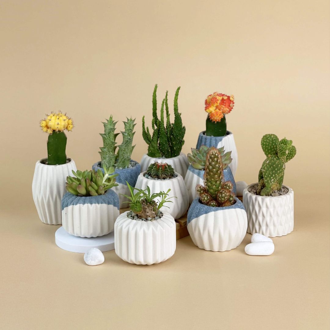 Mini Assorted Succulents in Geometric Ceramic Pots (Set of 4) - Plain White - Gifting plant - Tumbleweed Plants - Online Plant Delivery Singapore
