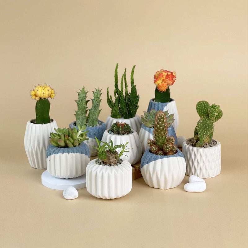 Set of 3 Small Geometric Indoor Plant Pots Original Planter Gift