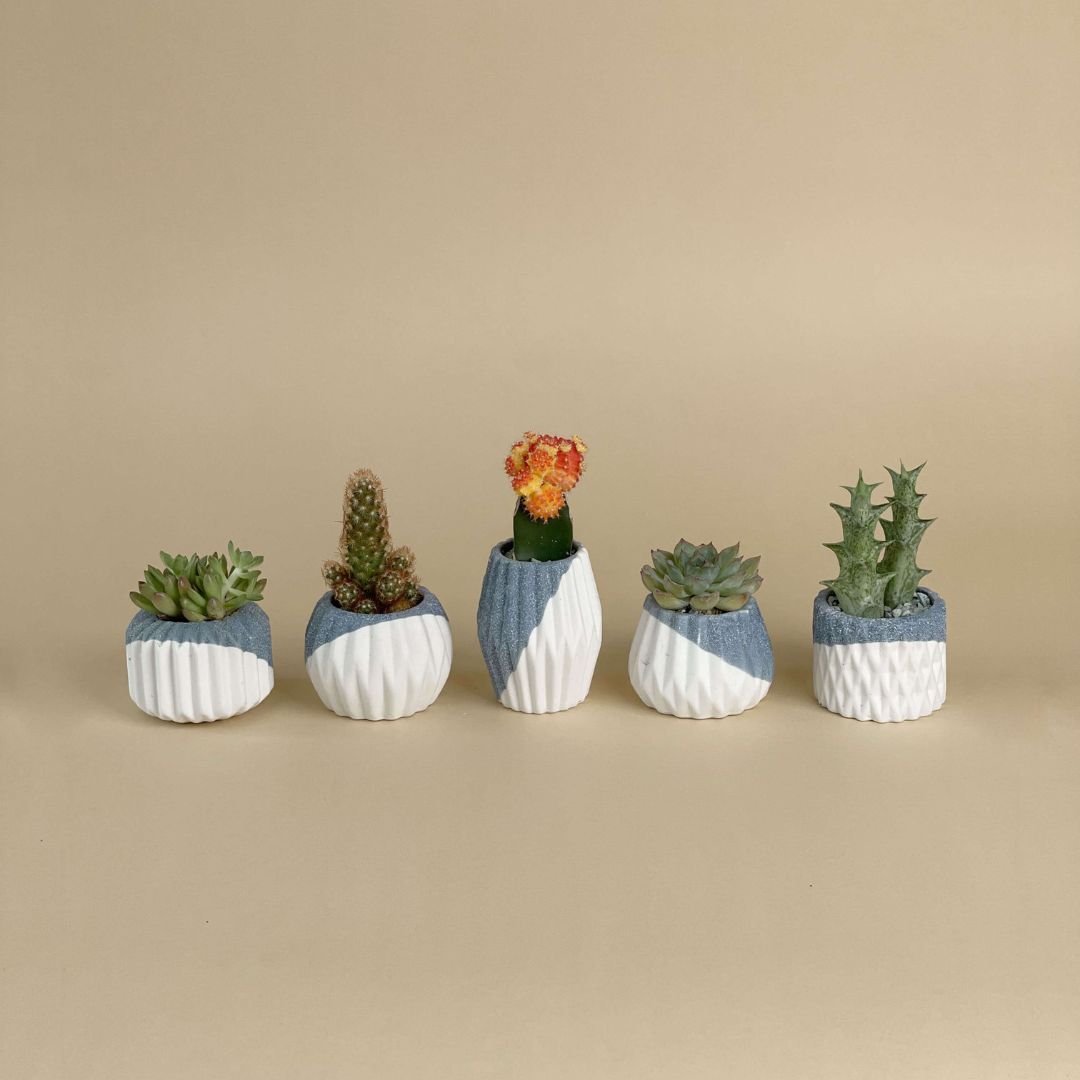 Mini Assorted Succulents in Geometric Ceramic Pots (Set of 4) - White and Blue Slash - Gifting plant - Tumbleweed Plants - Online Plant Delivery Singapore