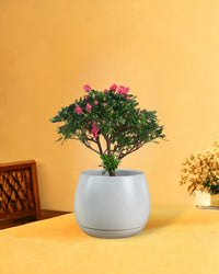 Mini Azalea Flower - addie planter - large/white - Gifting plant - Tumbleweed Plants - Online Plant Delivery Singapore