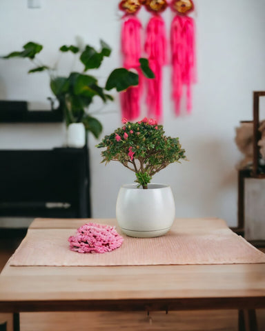 Mini Azalea Flower