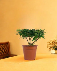 Mini Azalea Flower - grow pot - Gifting plant - Tumbleweed Plants - Online Plant Delivery Singapore