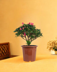 Mini Azalea Flower - grow pot - Gifting plant - Tumbleweed Plants - Online Plant Delivery Singapore