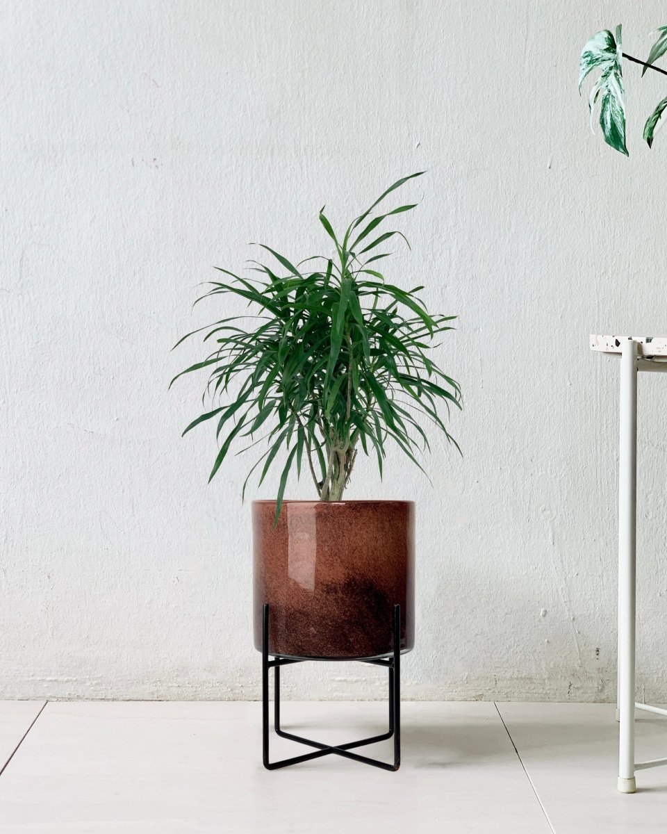 Mini Dracaena Marginata - glass stand - Potted plant - Tumbleweed Plants - Online Plant Delivery Singapore