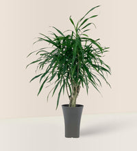 Mini Dracaena Marginata - grow pot - Potted plant - Tumbleweed Plants - Online Plant Delivery Singapore