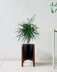 Mini Dracaena Marginata - mid century stand - small/black - Potted plant - Tumbleweed Plants - Online Plant Delivery Singapore