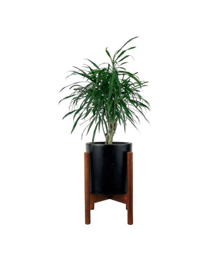 Mini Dracaena Marginata - mid century stand - small/black - Potted plant - Tumbleweed Plants - Online Plant Delivery Singapore