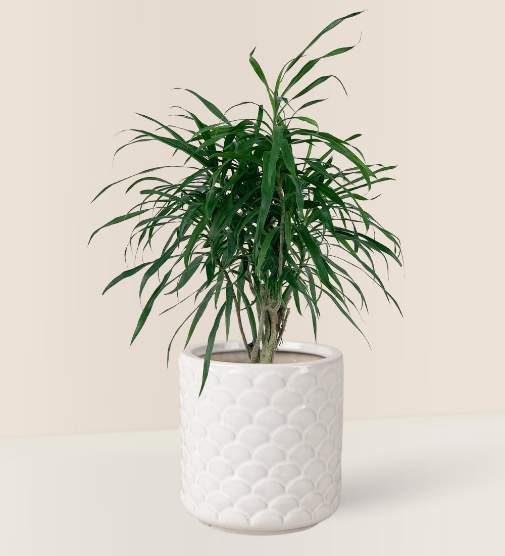 Mini Dracaena Marginata - scales planter - Potted plant - Tumbleweed Plants - Online Plant Delivery Singapore