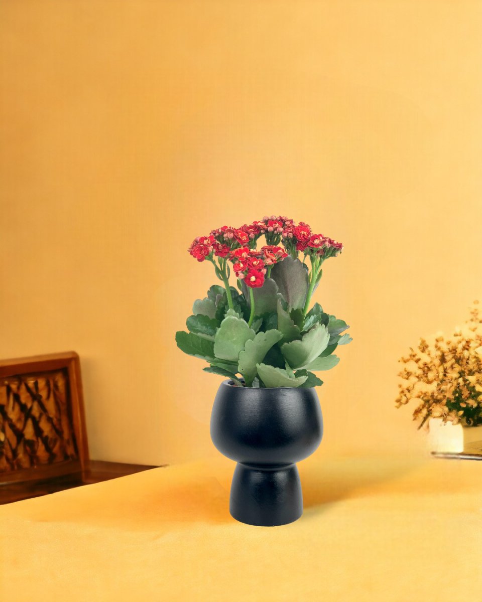 Mini Kalanchoe - black ceramic sand pot - Gifting plant - Tumbleweed Plants - Online Plant Delivery Singapore
