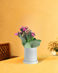 Mini Kalanchoe - brindle pot - standard/white - Gifting plant - Tumbleweed Plants - Online Plant Delivery Singapore
