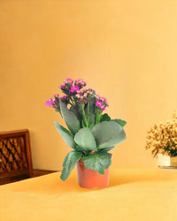 Mini Kalanchoe - brindle pot - standard/white - Gifting plant - Tumbleweed Plants - Online Plant Delivery Singapore