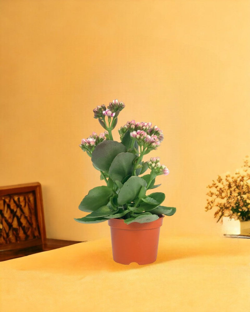 Mini Kalanchoe - grow pot - Gifting plant - Tumbleweed Plants - Online Plant Delivery Singapore