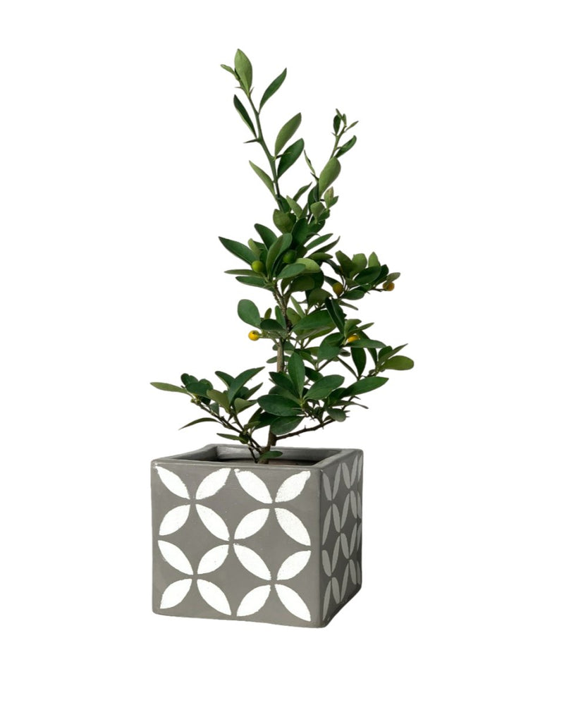 Mini Lime Tree - cement cube planter - Potted plant - Tumbleweed Plants - Online Plant Delivery Singapore