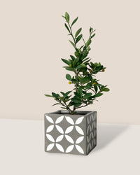Mini Lime Tree - cement cube planter - Potted plant - Tumbleweed Plants - Online Plant Delivery Singapore