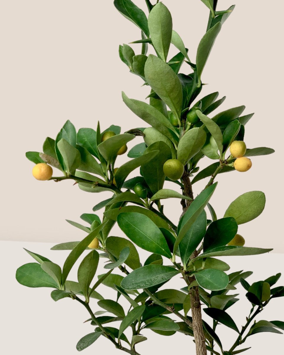 Mini Lime Tree - grow pot - Potted plant - Tumbleweed Plants - Online Plant Delivery Singapore