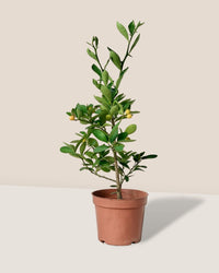Mini Lime Tree - grow pot - Potted plant - Tumbleweed Plants - Online Plant Delivery Singapore