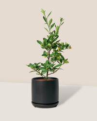 Mini Lime Tree - little cylinder black with tray planter - Potted plant - Tumbleweed Plants - Online Plant Delivery Singapore