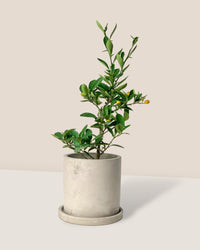 Mini Lime Tree - smoffy cement planter - round - Potted plant - Tumbleweed Plants - Online Plant Delivery Singapore