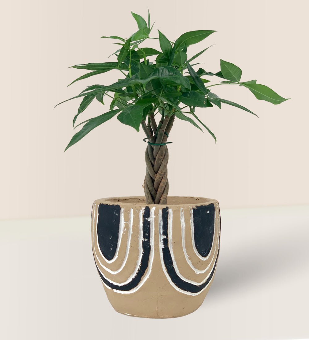 Mini Money Tree - asha planter - Gifting plant - Tumbleweed Plants - Online Plant Delivery Singapore