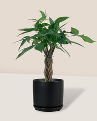 Mini Money Tree - little cylinder black with tray planter - Gifting plant - Tumbleweed Plants - Online Plant Delivery Singapore