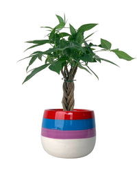 Mini Money Tree - poppy color planter - rapunzel - Gifting plant - Tumbleweed Plants - Online Plant Delivery Singapore