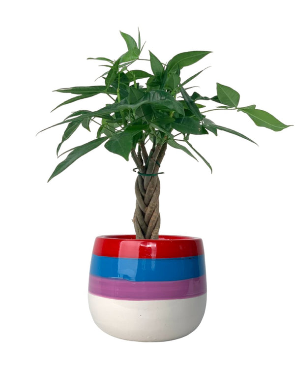 Mini Money Tree paired with poppy color planter - rapunzel