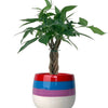 Mini Money Tree