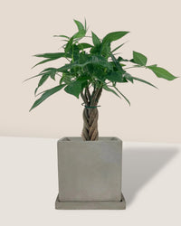 Mini Money Tree - smoffy cement planter - square - Gifting plant - Tumbleweed Plants - Online Plant Delivery Singapore