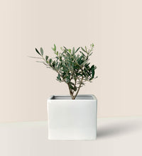 Mini Olive Tree (Olea Europaea Holland) - bondi cube - Potted Plant - Tumbleweed Plants - Online Plant Delivery Singapore