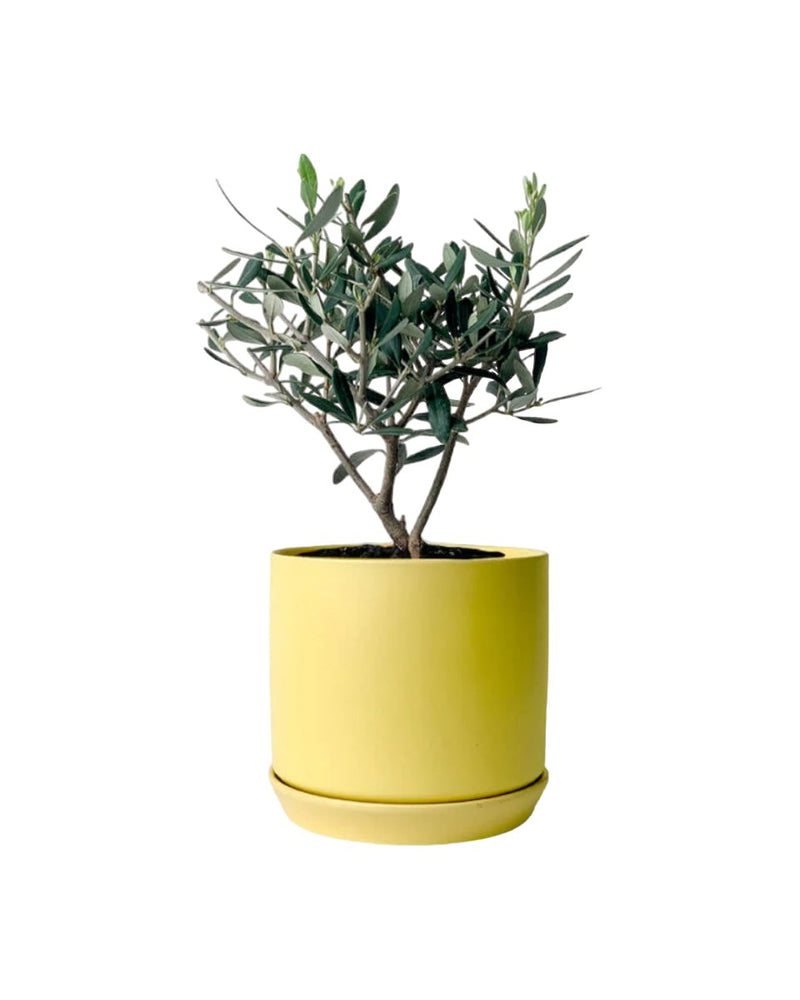 Mini Olive Tree (Olea Europaea Holland) - bondi cube - Potted Plant - Tumbleweed Plants - Online Plant Delivery Singapore