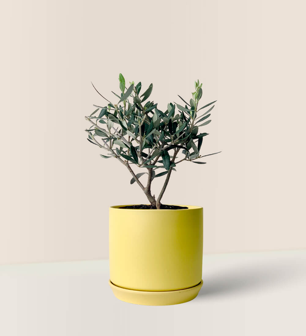 Mini Olive Tree (Olea Europaea Holland) - curvy colored cylinder pot - yellow - Potted Plant - Tumbleweed Plants - Online Plant Delivery Singapore