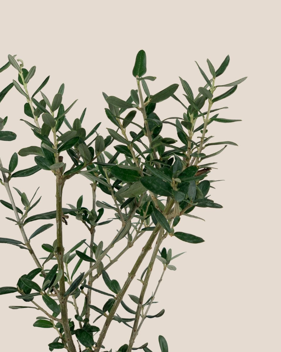 Mini Olive Tree (Olea Europaea Holland) - grow pot - Potted Plant - Tumbleweed Plants - Online Plant Delivery Singapore