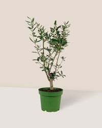 Mini Olive Tree (Olea Europaea Holland) - grow pot - Potted Plant - Tumbleweed Plants - Online Plant Delivery Singapore