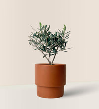 Mini Olive Tree (Olea Europaea Holland) - plinth pot - large/chestnut - Potted Plant - Tumbleweed Plants - Online Plant Delivery Singapore