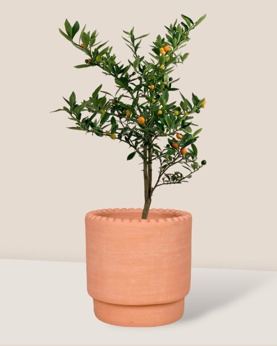 Mini Orange Tree - dotted rim terracotta pot - Gifting plant - Tumbleweed Plants - Online Plant Delivery Singapore