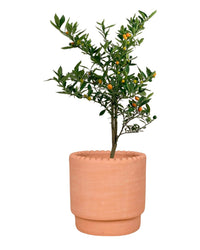 Mini Orange Tree - egg pot - small/white - Gifting plant - Tumbleweed Plants - Online Plant Delivery Singapore