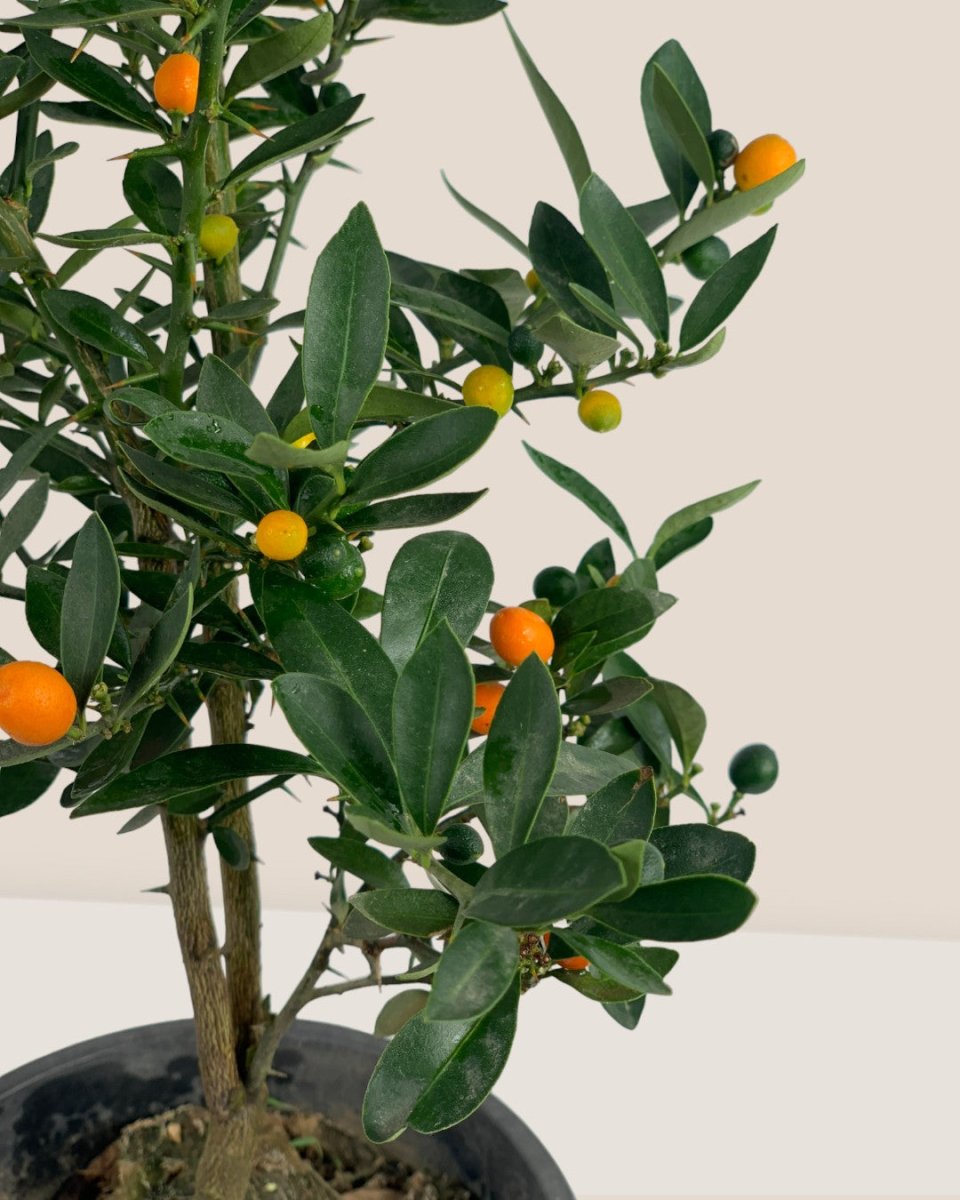 Mini Orange Tree - grow pot - Gifting plant - Tumbleweed Plants - Online Plant Delivery Singapore