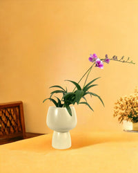 Mini Orchid - ceramic sand pot - Potted plant - Tumbleweed Plants - Online Plant Delivery Singapore