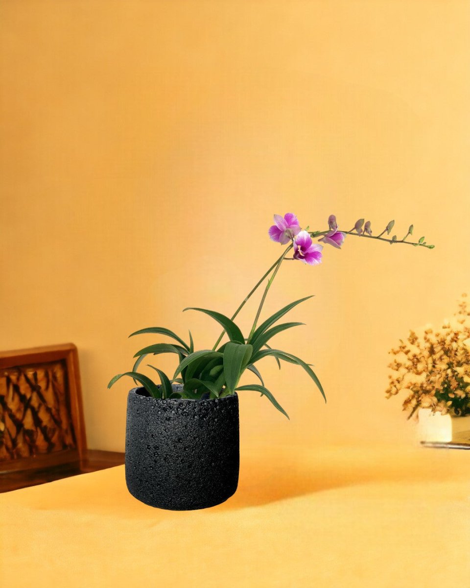 Mini Orchid - coarse cylinder planter - black - Potted plant - Tumbleweed Plants - Online Plant Delivery Singapore