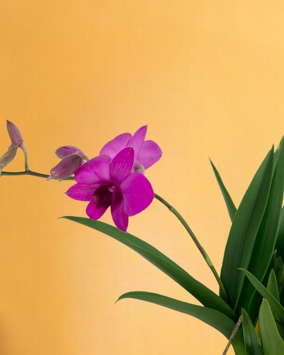 Mini Orchid - grow pot - Potted plant - Tumbleweed Plants - Online Plant Delivery Singapore