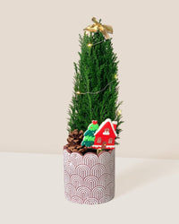 Mini Potted Christmas Tree - False Cypress - jacopo planter - medium - Potted plant - Tumbleweed Plants - Online Plant Delivery Singapore