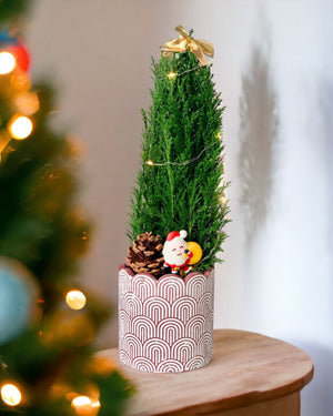 Mini Potted Christmas Tree - False Cypress - large log pot - Potted plant - Tumbleweed Plants - Online Plant Delivery Singapore