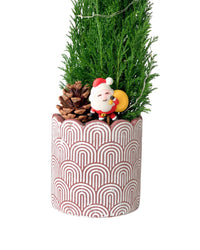 Mini Potted Christmas Tree - False Cypress - large log pot - Potted plant - Tumbleweed Plants - Online Plant Delivery Singapore